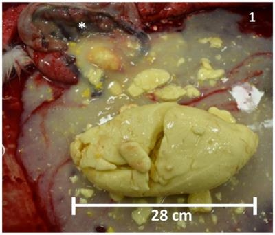 Severe colic in a newborn dairy calf caused by a large colostrum curd: a case report